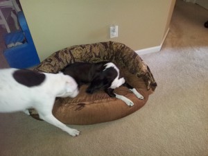 myla and harley