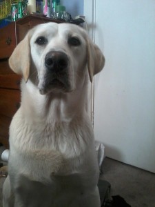 puppy